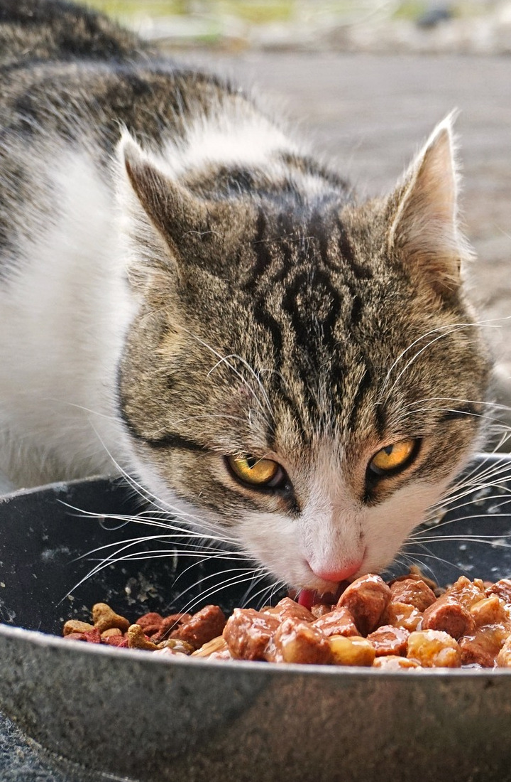 Mehr über den Artikel erfahren Aufbaufutter Katze